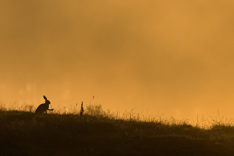 Brown Hare (Lepus capensis) silhouetted at sunrise